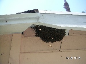 Honeybee Swarm Rescue And Bee Removal Https://Www.brightonhoney.com/Swarms/ swarm eave 1 unsmushed https://www.brightonhoney.com