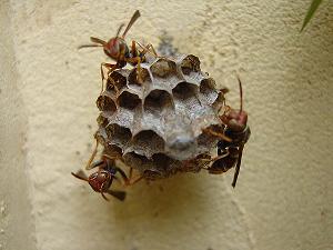 Honeybee Swarm Rescue And Bee Removal Https://Www.brightonhoney.com/Swarms/ wasps in nest 1 unsmushed https://www.brightonhoney.com