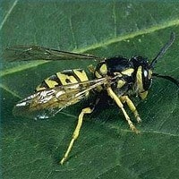 Honeybee Swarm Rescue And Bee Removal Https://Www.brightonhoney.com/Swarms/ yellowjacket 1 unsmushed https://www.brightonhoney.com