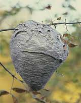 Honeybee Swarm Rescue And Bee Removal Https://Www.brightonhoney.com/Swarms/ yjnest 1 unsmushed https://www.brightonhoney.com