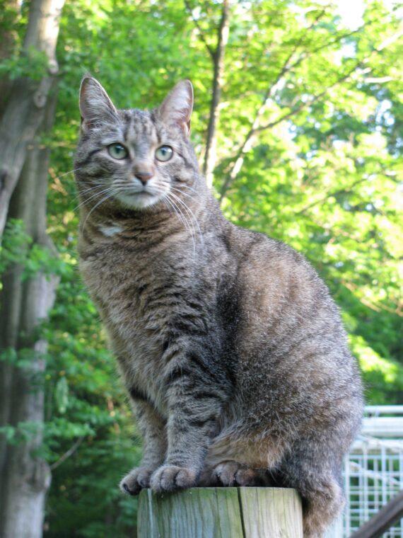 Hive Swarmed Today Https://Www.brightonhoney.com/2013/06/09/ dixie normus