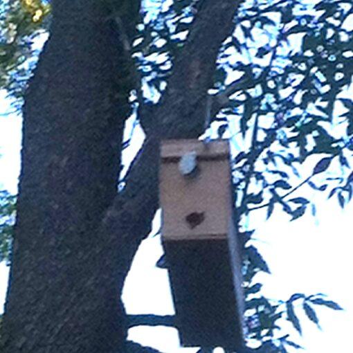 Bee Swarm Box Rescue Video Https://Www.brightonhoney.com/Winterizing-Beehives-2013/ swarm box www.brightonhoney.com
