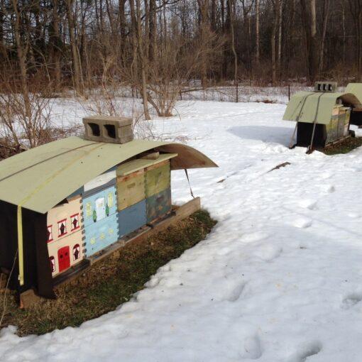 Opened All The Hives Https://Www.brightonhoney.com/Hive-Swarmed-Today/ early spring bees brightonhoney.com