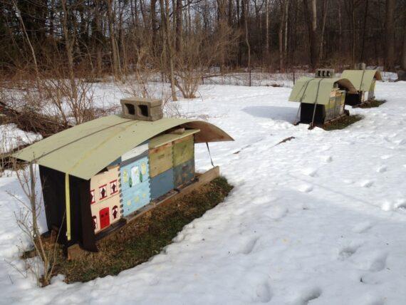 early spring bees brightonhoney.com