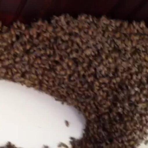 Huge Honey Bee Swarm Rescue Brighton Ny Https://Www.brightonhoney.com/Hive-Swarmed-Today/ honeybee swarm brighton ny - brightonhoney.com