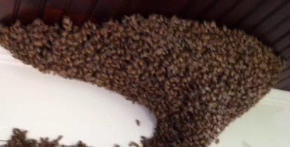 Huge Honey Bee Swarm Rescue Brighton Ny Https://Www.brightonhoney.com/Blog/Page/2/ honeybee swarm brighton ny - brightonhoney.com