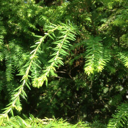 swarm june 28 2014 www.brightonhoney.com