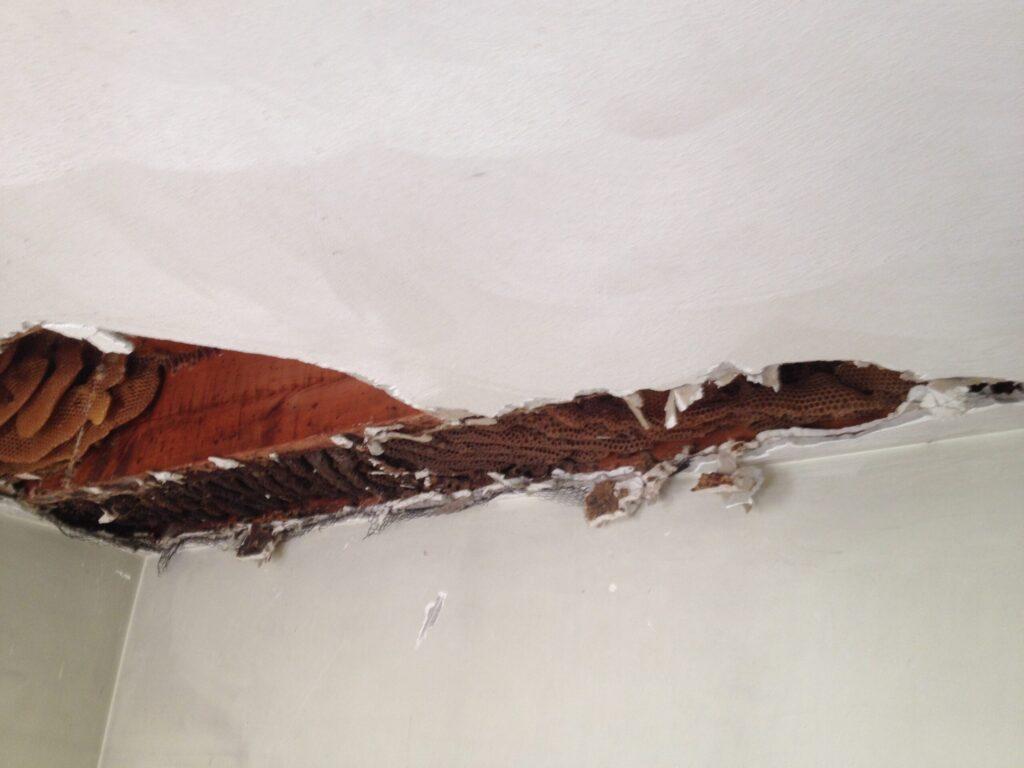 Hive Extraction And Equipment List With Infrared Photos Https://Www.brightonhoney.com/Hive-Extraction-And-Equipment-List-With-Infrared-Photos/ opening hive in ceiling