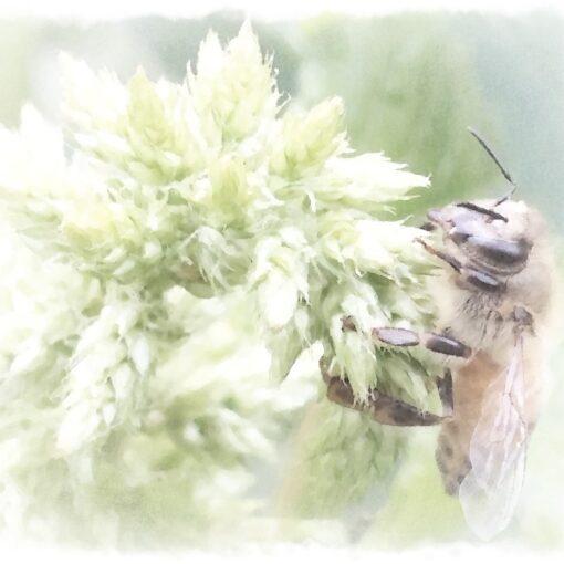 Beekeeping And A Disrupted Plant-Pollinator Relationship Https://Www.brightonhoney.com/Arctic-Blast-Wintering-Honey-Bees/ honeybee on callaloo watercolor