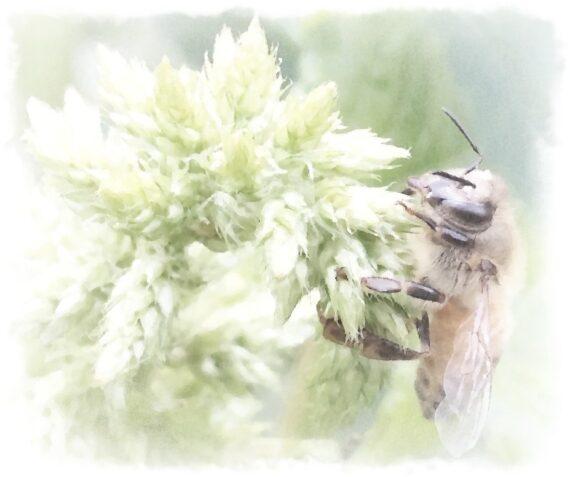 Beekeeping And A Disrupted Plant-Pollinator Relationship Https://Www.brightonhoney.com/Blog/Page/2/ honeybee on callaloo watercolor