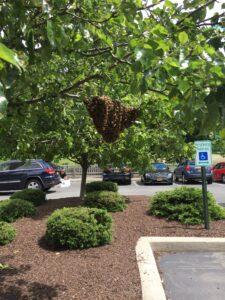 Honeybee Swarm Rescue And Bee Removal Https://Www.brightonhoney.com/Swarms/ honey bee swarm