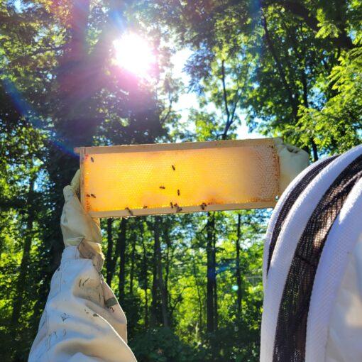 raw honey spring 2022 brightonhoney.com