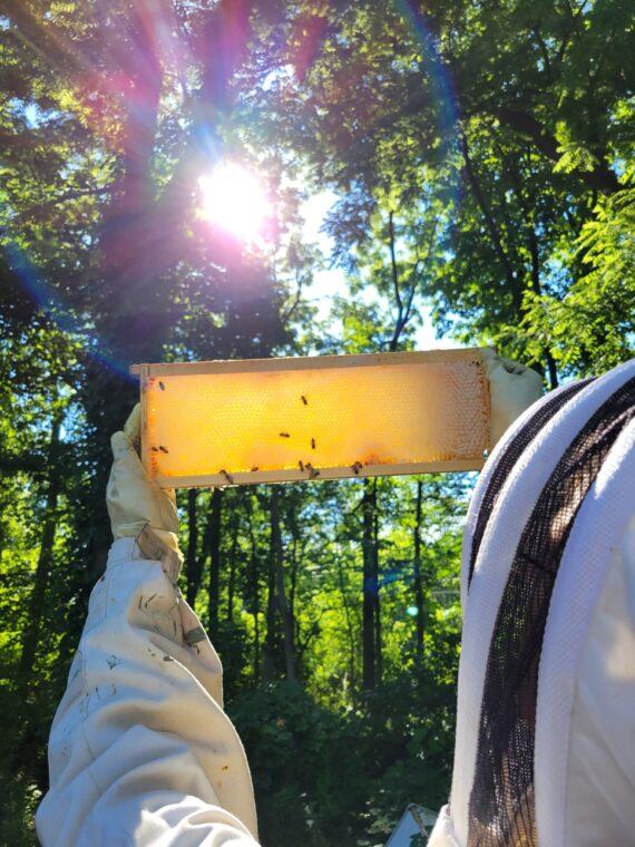 Discover The Health Benefits Of Raw Honey Https://Www.brightonhoney.com/2022/12/30/ raw honey spring 2022 brightonhoney.com